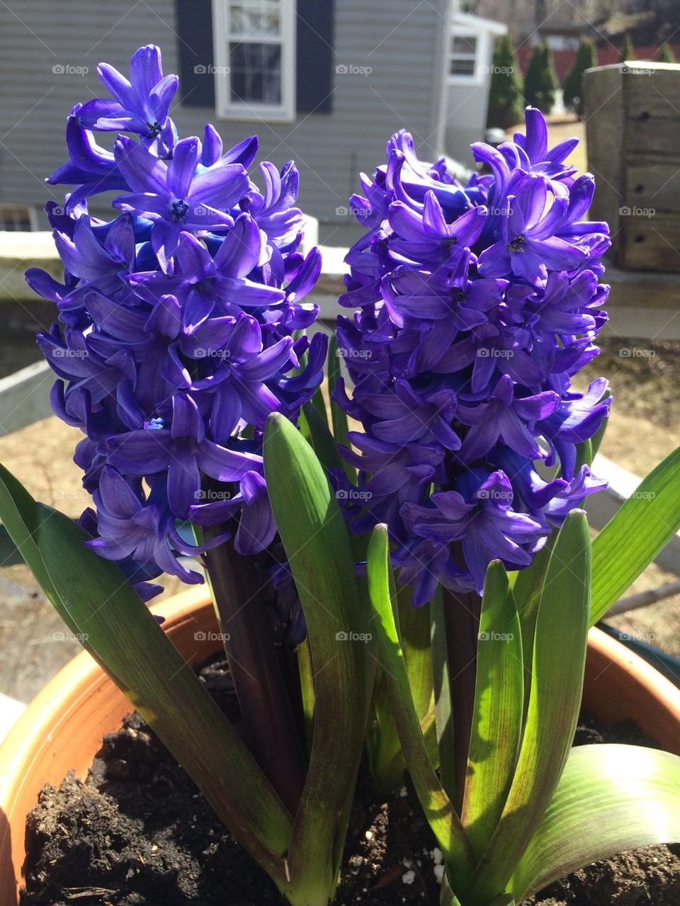 Hyacinth