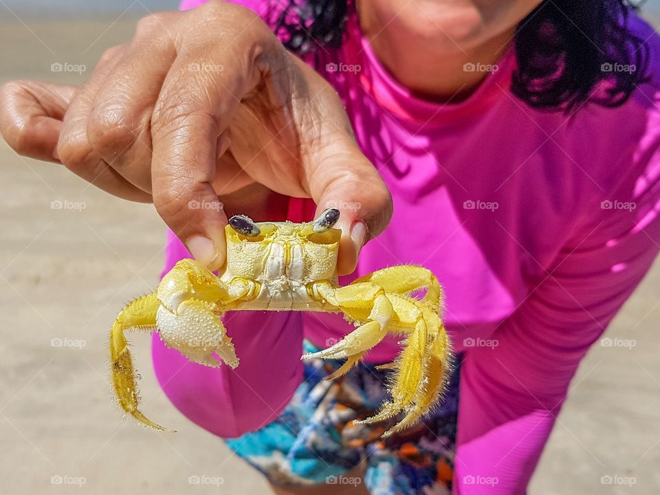 Crab from Paiva Beach and Pernambuco, Brazil.