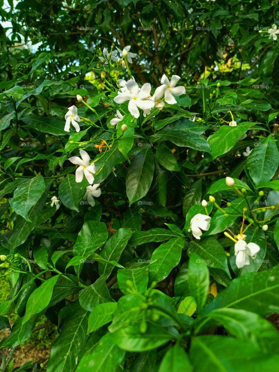 Those white flowers against the green leaves look so refreshing! It's like a natural work of art in your garden. Nature's colour palette is truly stunning! ๐ฟ๐ผ