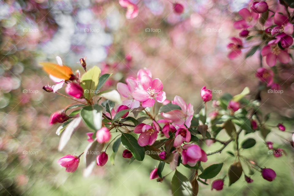 Blossom branch of crabapple at sunny day