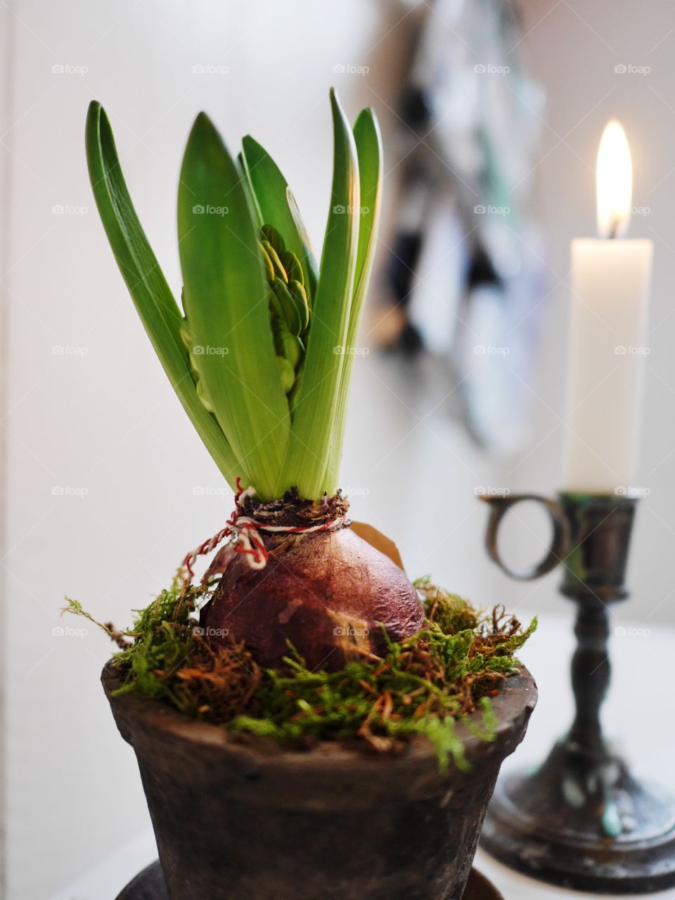 Hyacinth on a table