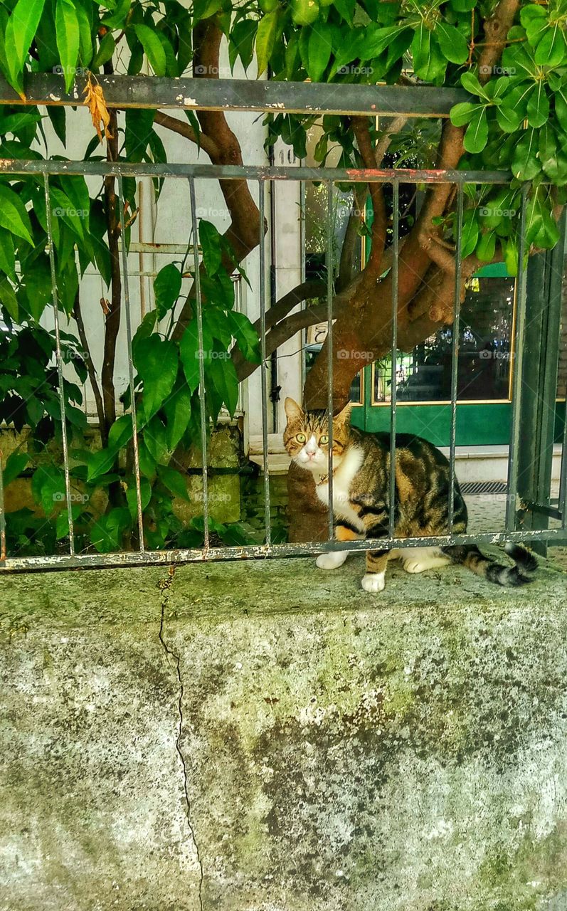 A cat observing me in Athens