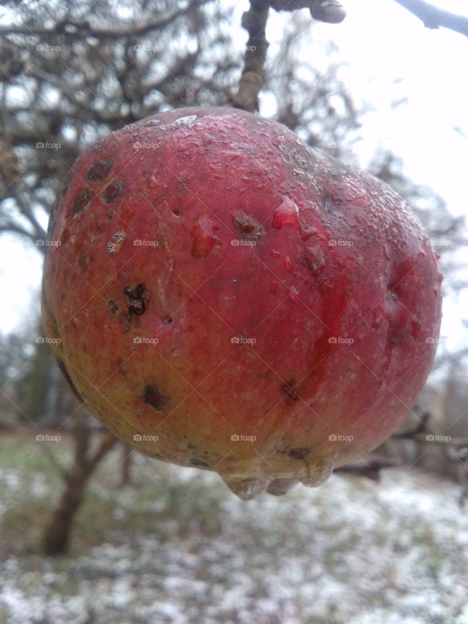 iced apple