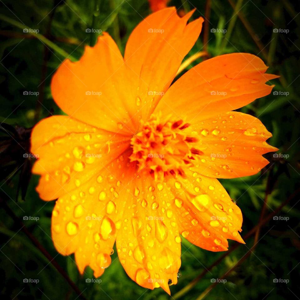 raindrops in yellow flower