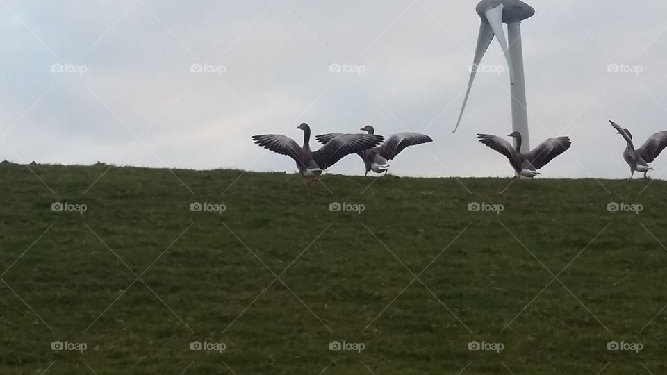 Birds flying away from us