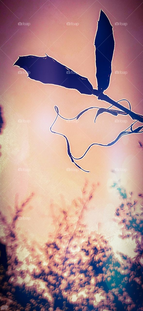 oak branch with Spanish Moss draping around against a cloudy sky