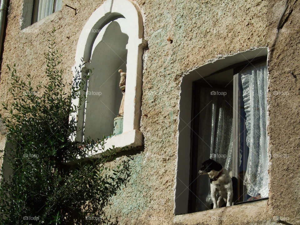 Dog out of the window.