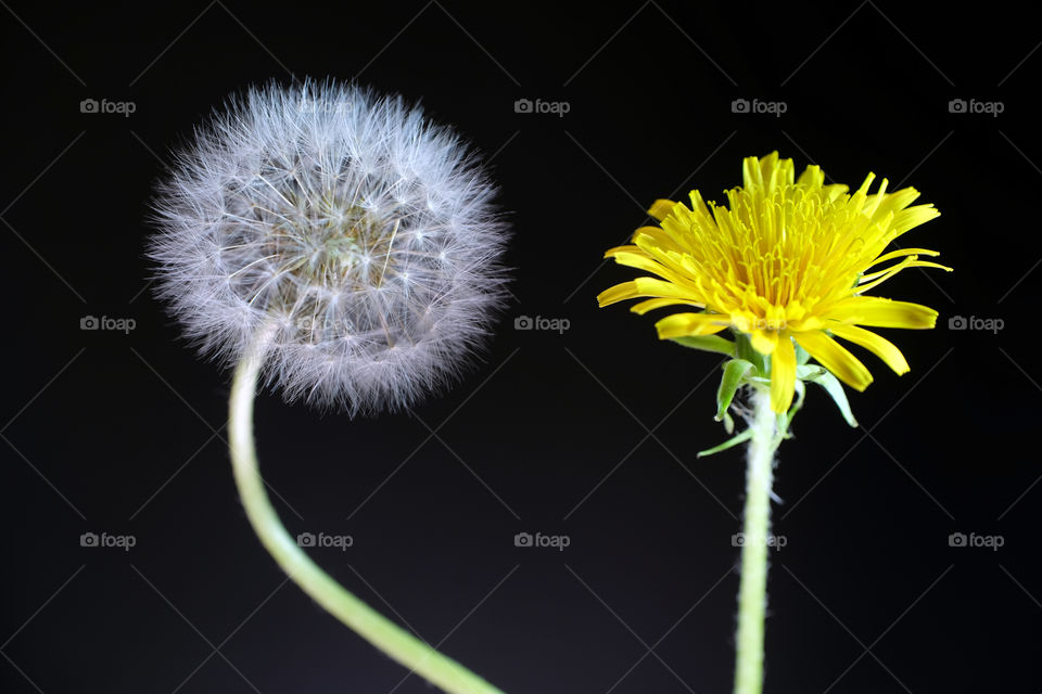 Ordinary and wonderful dandelion