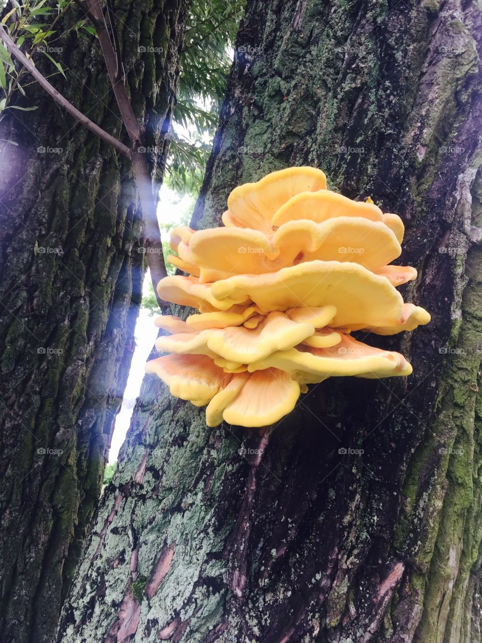 Ostroda, Poland mushroom on tree