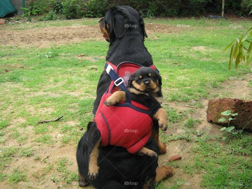 88+ Baby Rottweiler Dog Photos