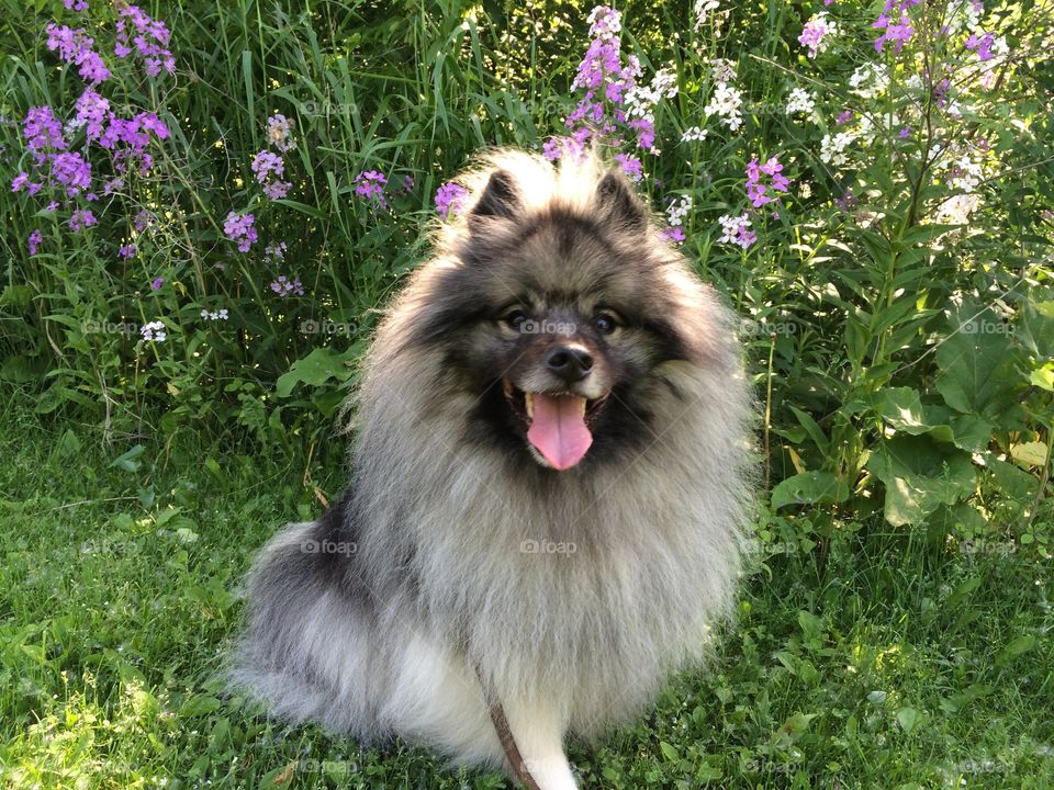 Hugo at the park. Keeshond with purple white flowers