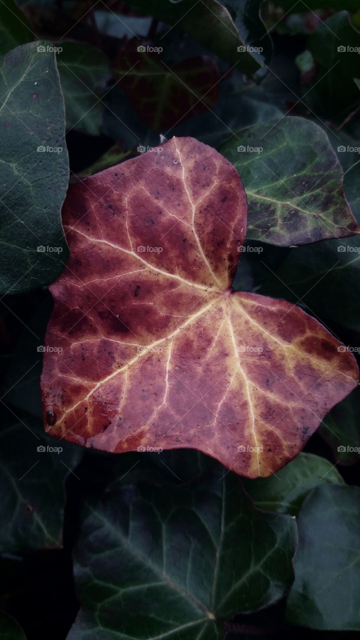 the only red ivy leaf