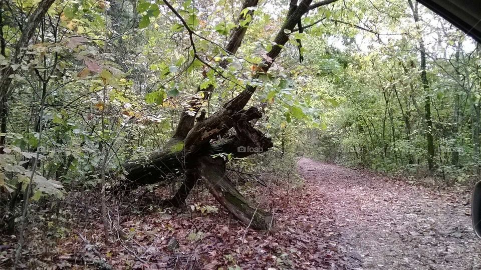 nature trail