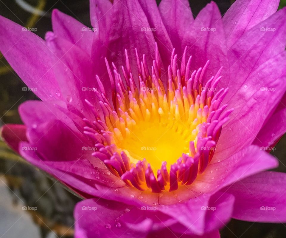 Pinky lotus