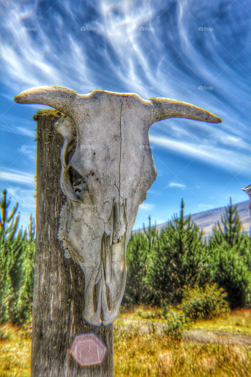 Animal skull on wooden post