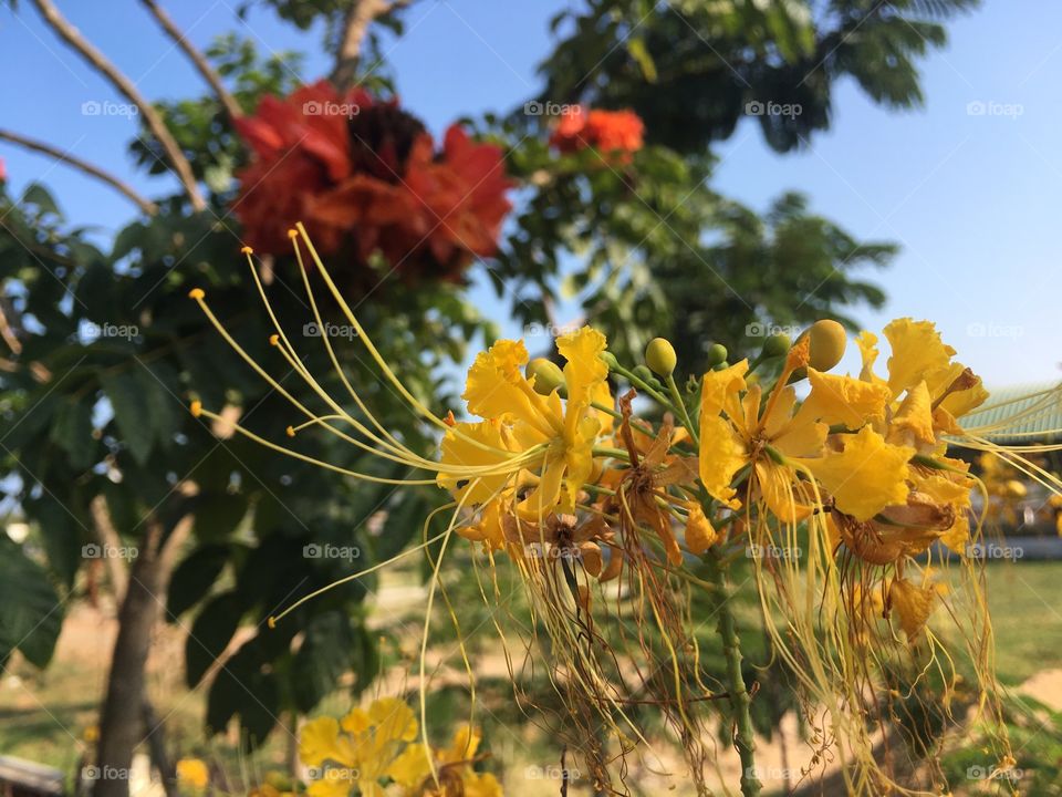 Yellow & Orange Flowers