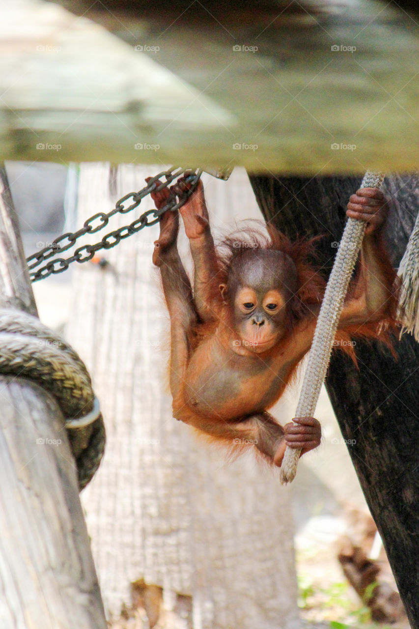 baby orangutan