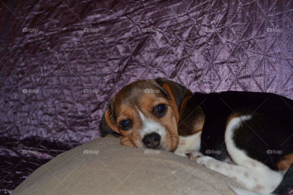 beagle puppy