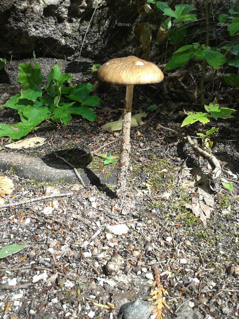 mushroom. a mushroom cap found in the woods