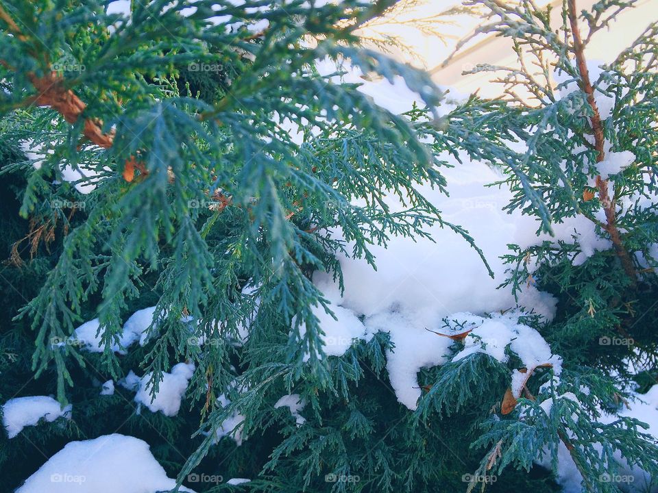 Tree with snow 