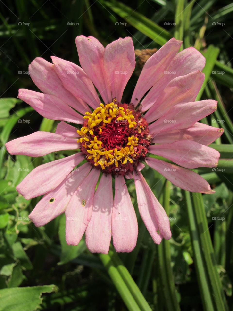 Another View Pink Daisy Mum