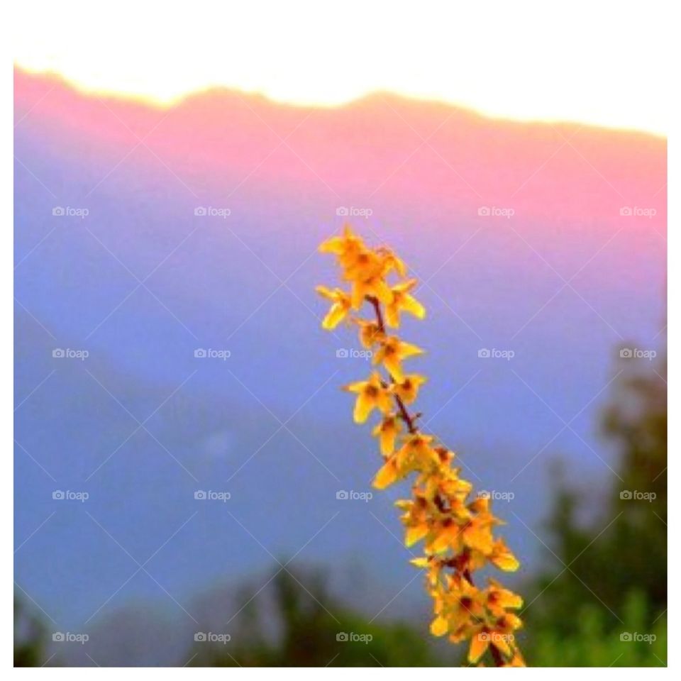 Forsythia at Sunset