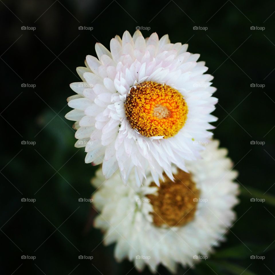 flower, yellow white pedals one of Nature's Beauty