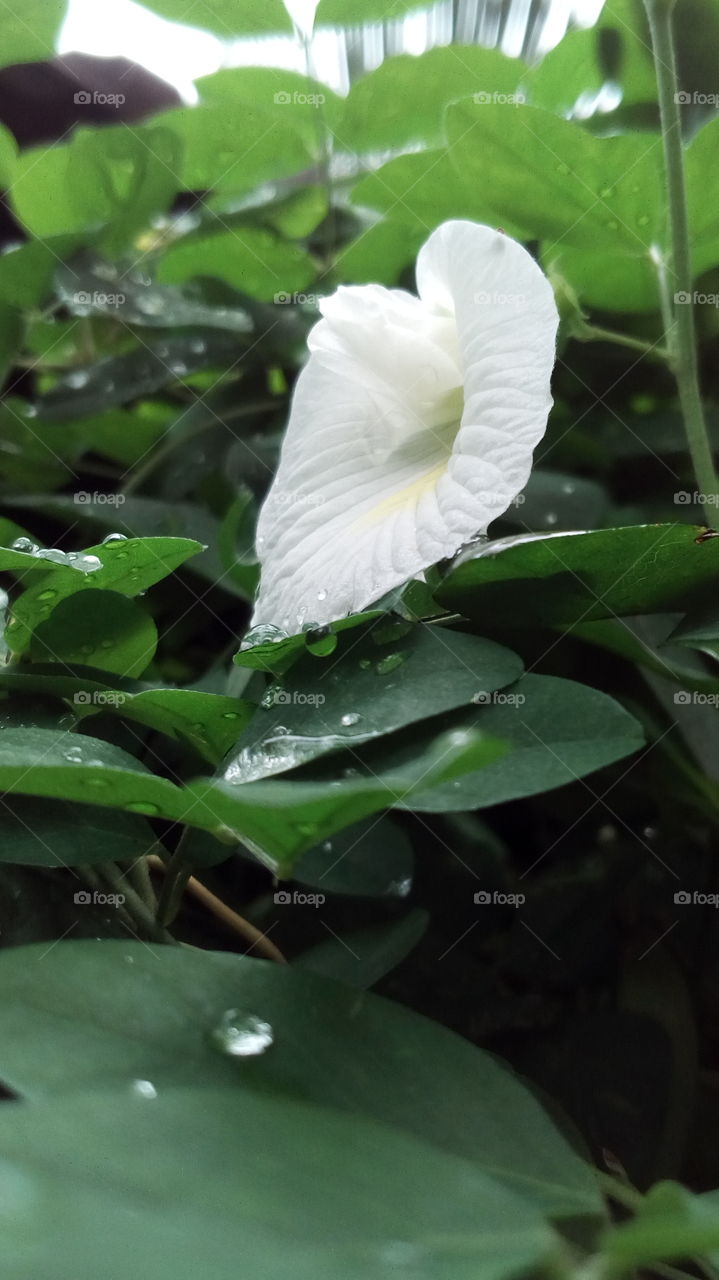 Indian white flower(pinched, Scratched flower)