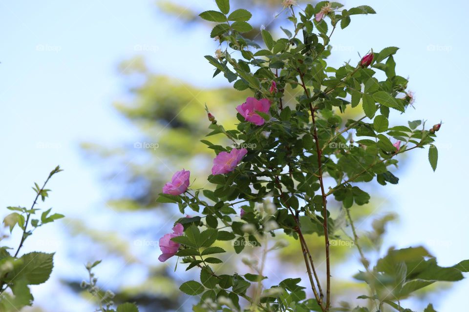 Wild roses blooming 