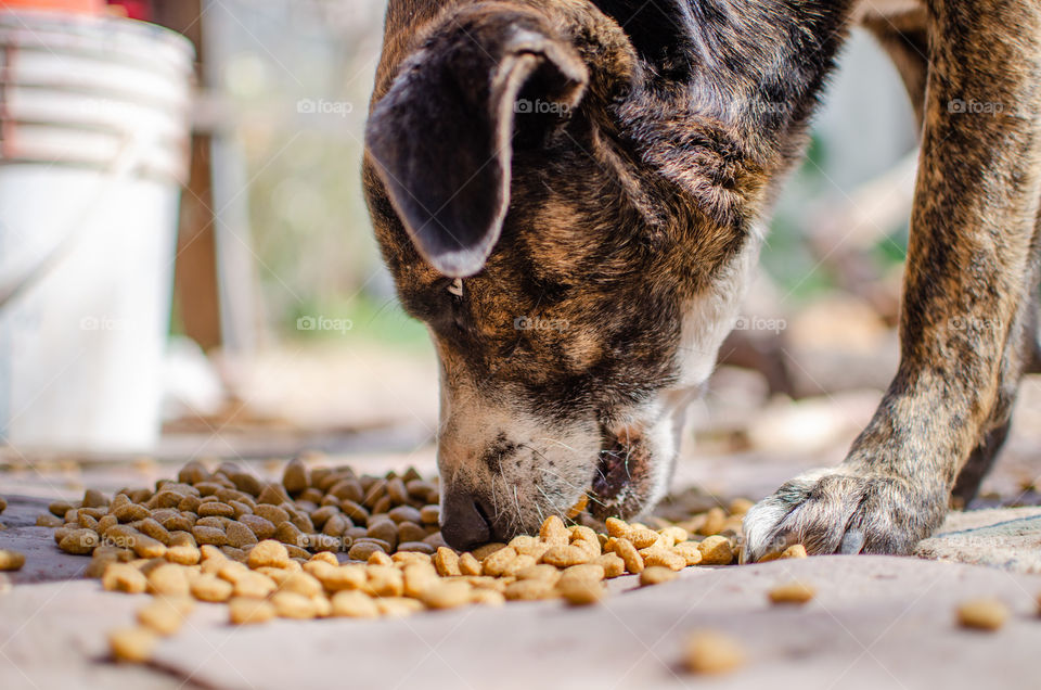 Jackydog my dog ​​eating. beautiful