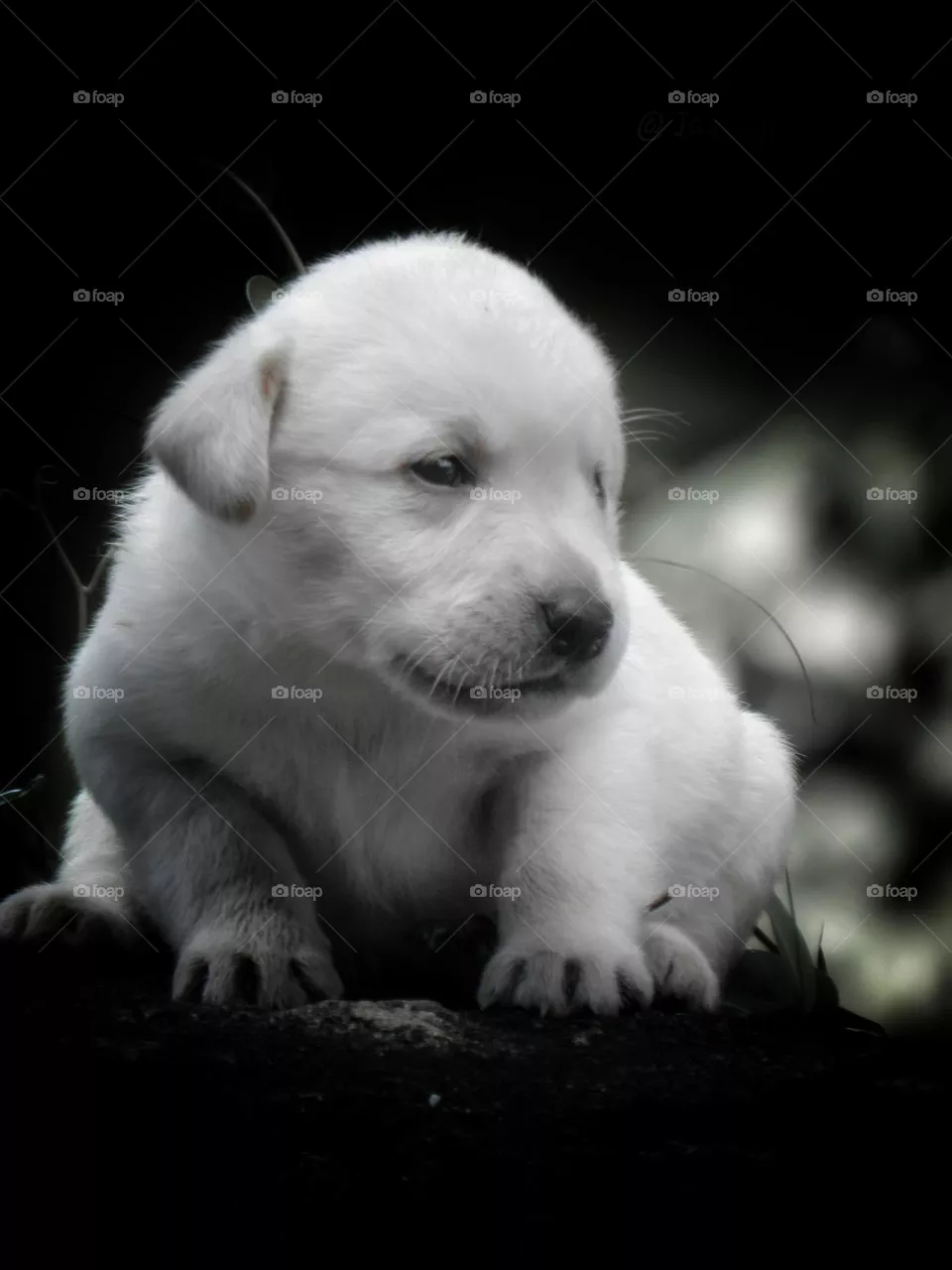 puppy