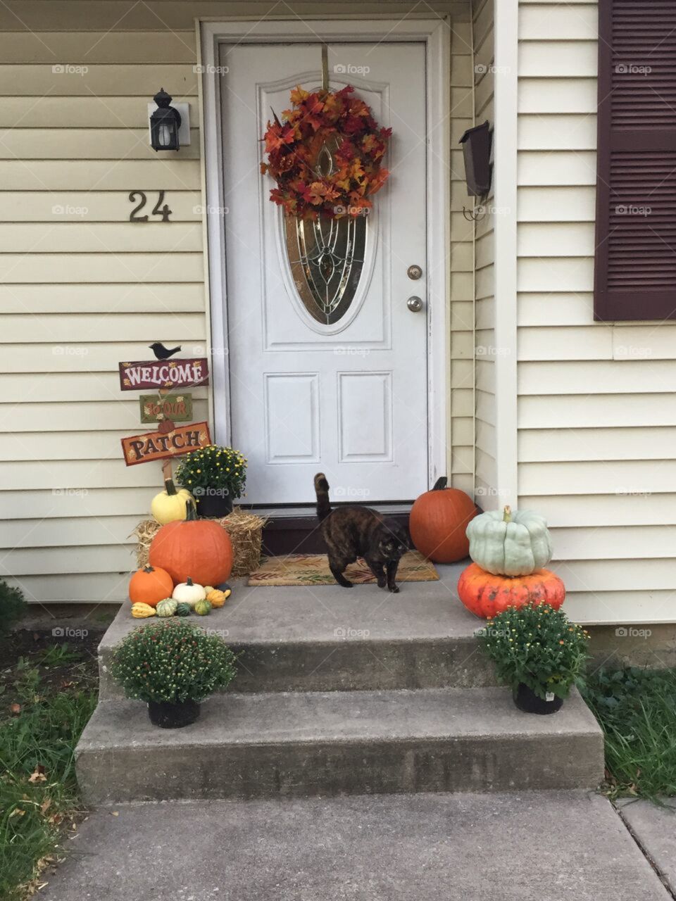 A real life Halloween cat