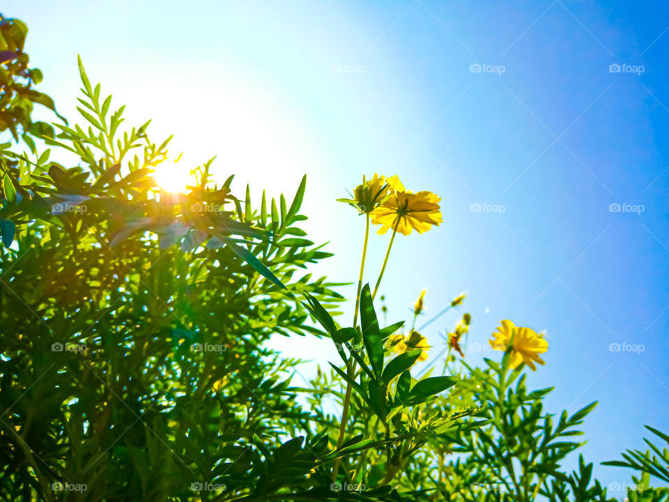 When the flower still beauty even the sun bright looks so hot and warm. Even this is not spring, the flower blossoming beauty.