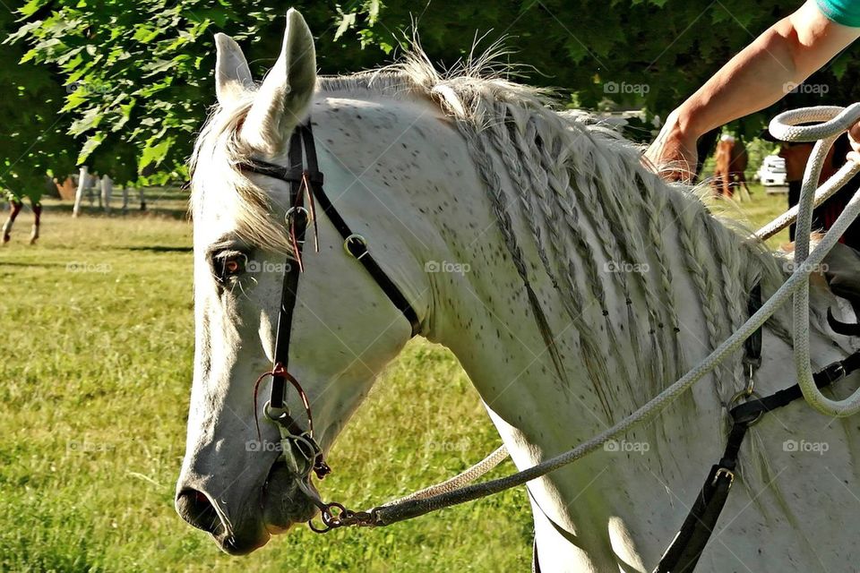 Grey Arabian horse profile