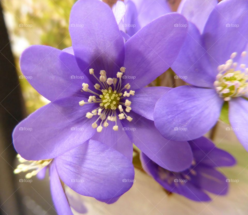 hepatica