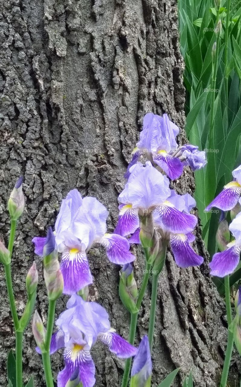 flock of pale purple iris around tree