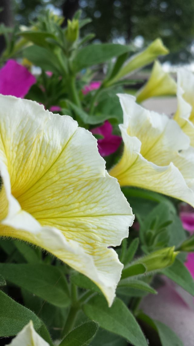 Yellow Rest Stop Flower