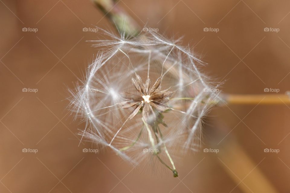 Dandelion