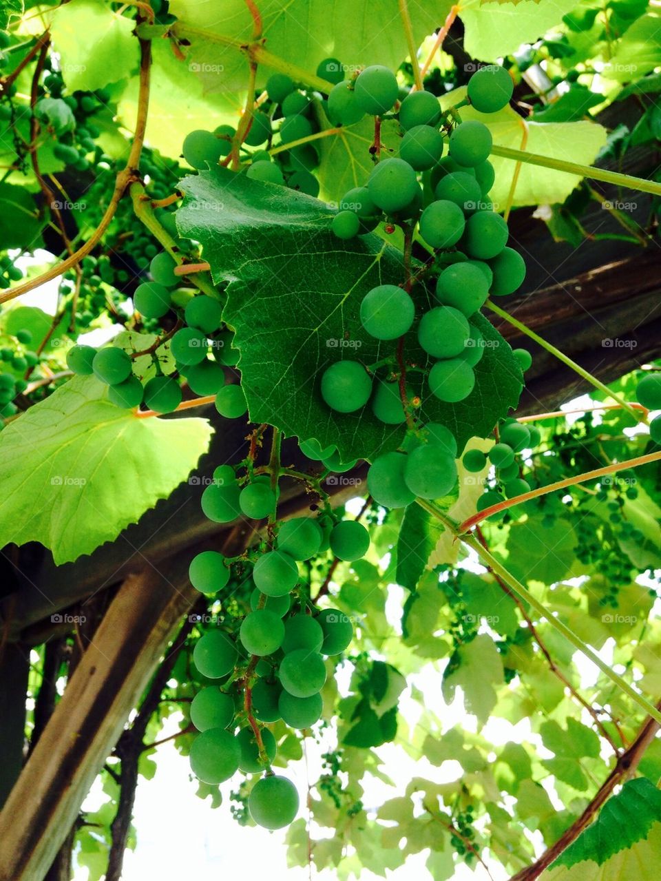 Grape vine