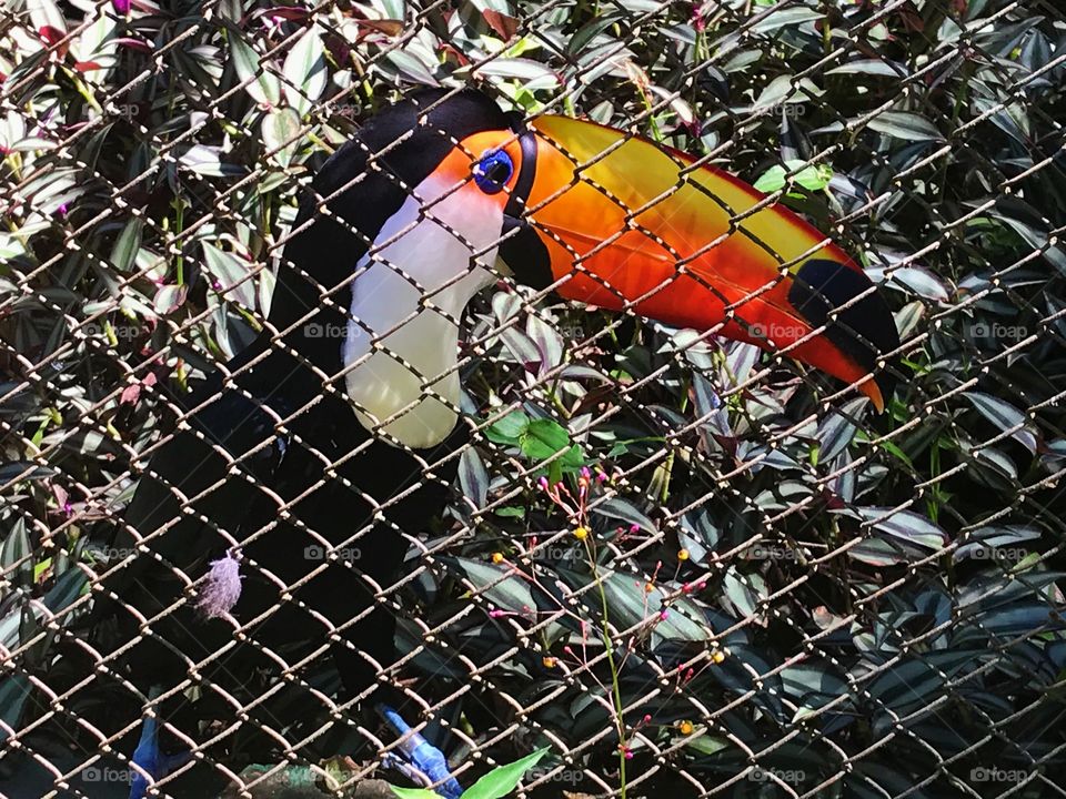 Brazilian birds ❤️