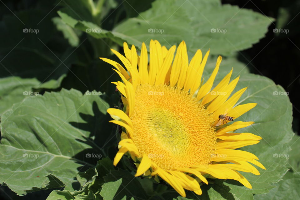 sunflower bee nectar