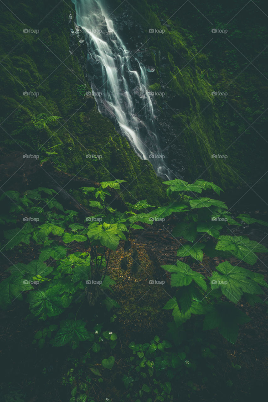 Lush greenery and flowing water in a dark mossy forest in the Pacific Northwest 