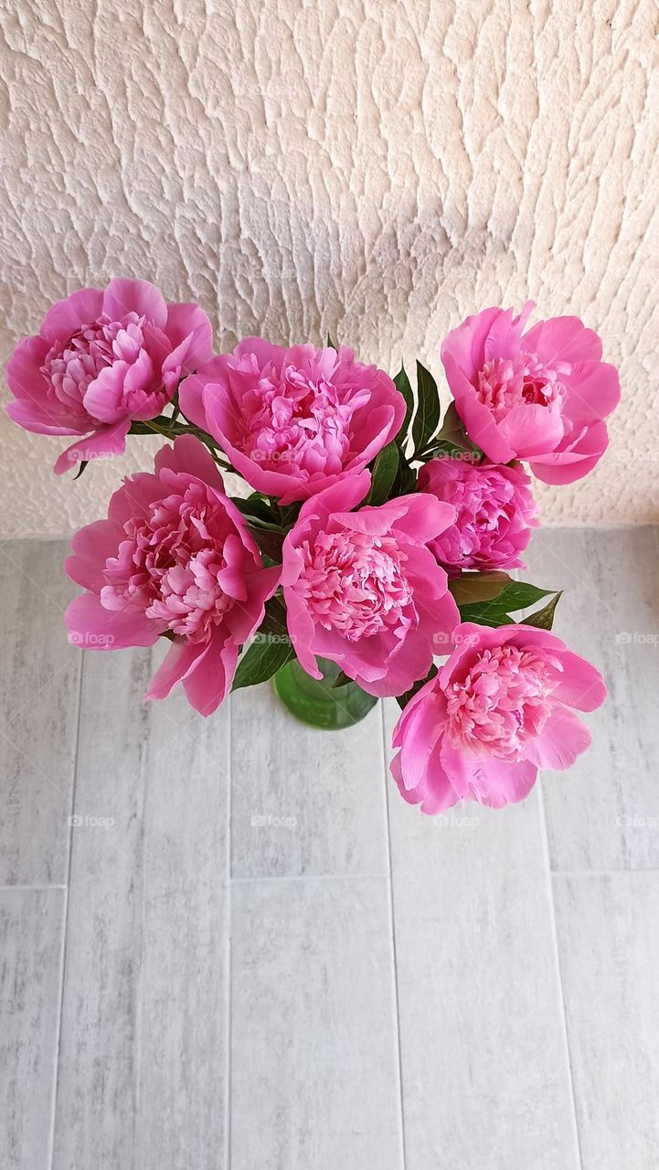 pink peonies flowers bouquet on a wall background