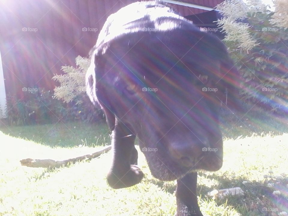Sunrays upon my dog. My dearly departed labrador, named Hamlet
2004/30/01-2015/07/30
Forever loved, forever missed
