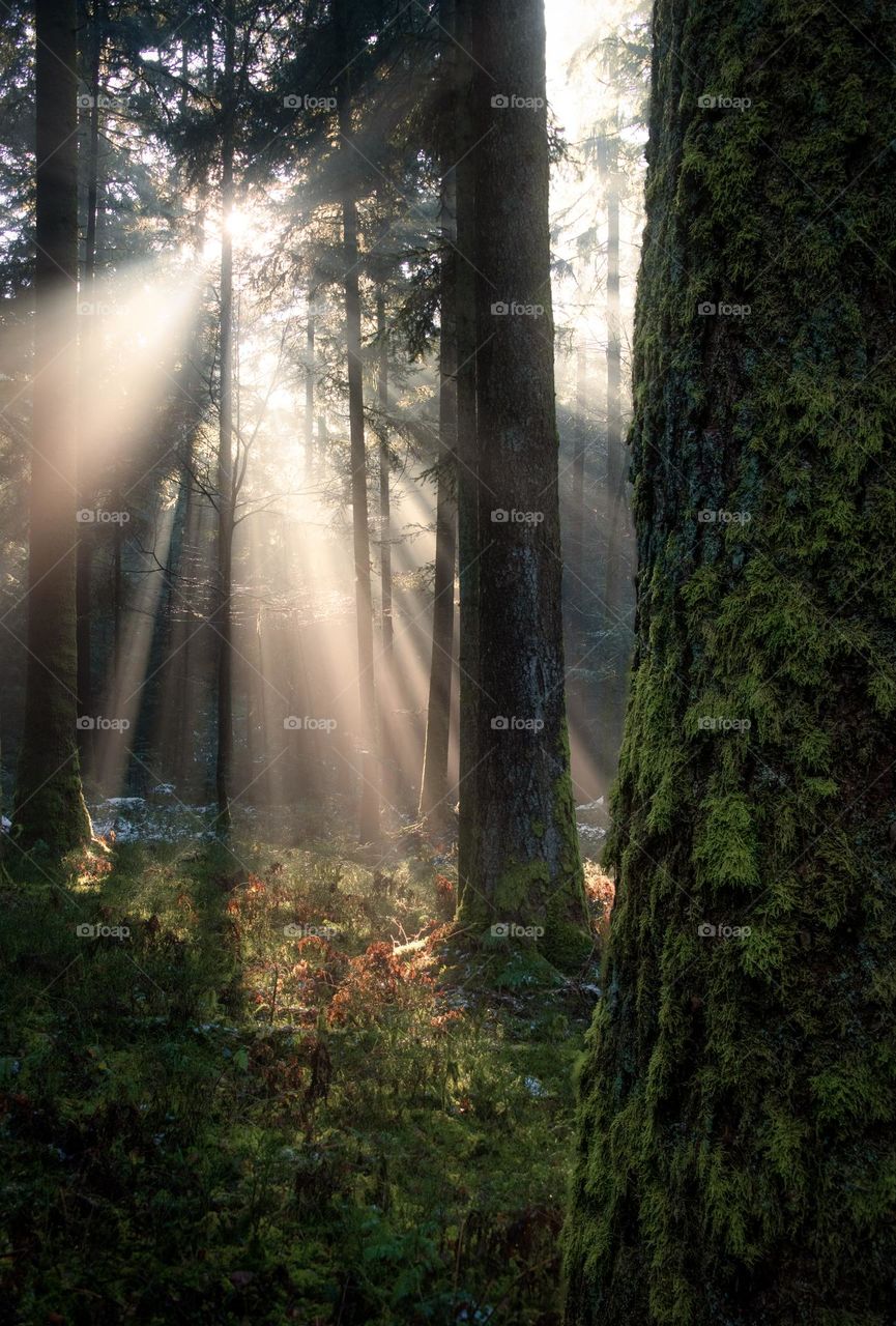 Foggy forest the light breaks through the fog