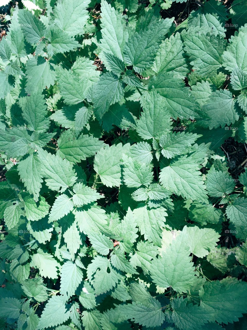 Stinging nettles in autumn. Stinging nettles, Chinese burn in autumn sun