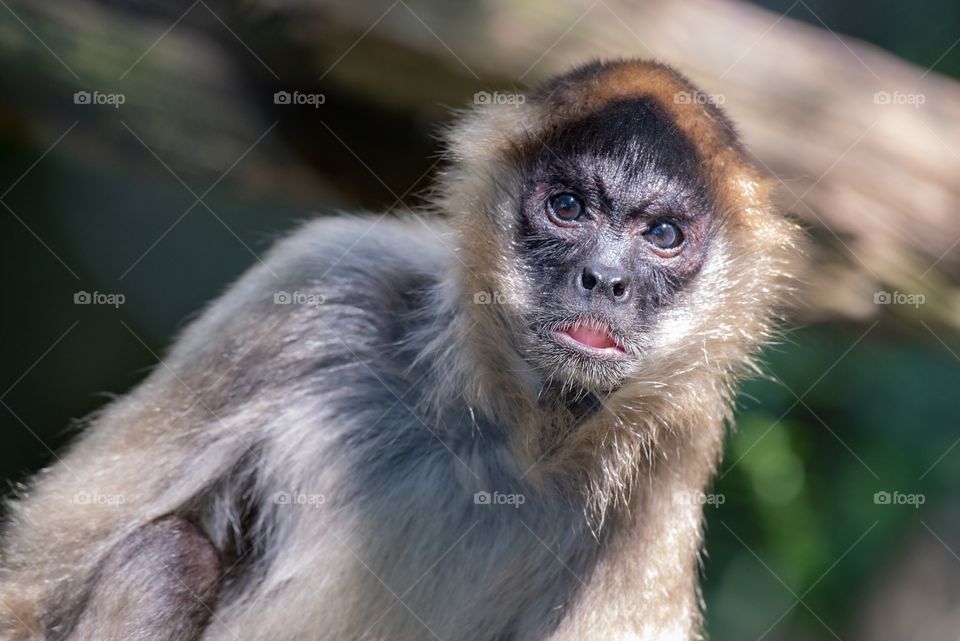 Spider Monkey with a very concerned look on its face. 