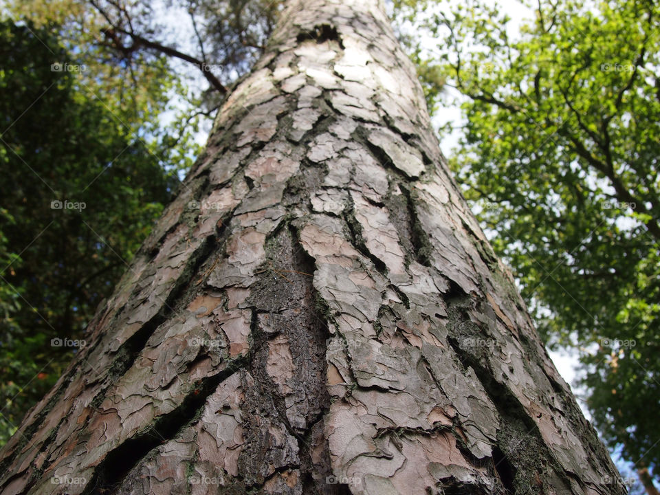 green tree trunk bark by ptrendy