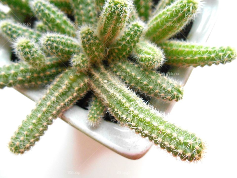 Needle, Nature, Cactus, Sharp, Flora