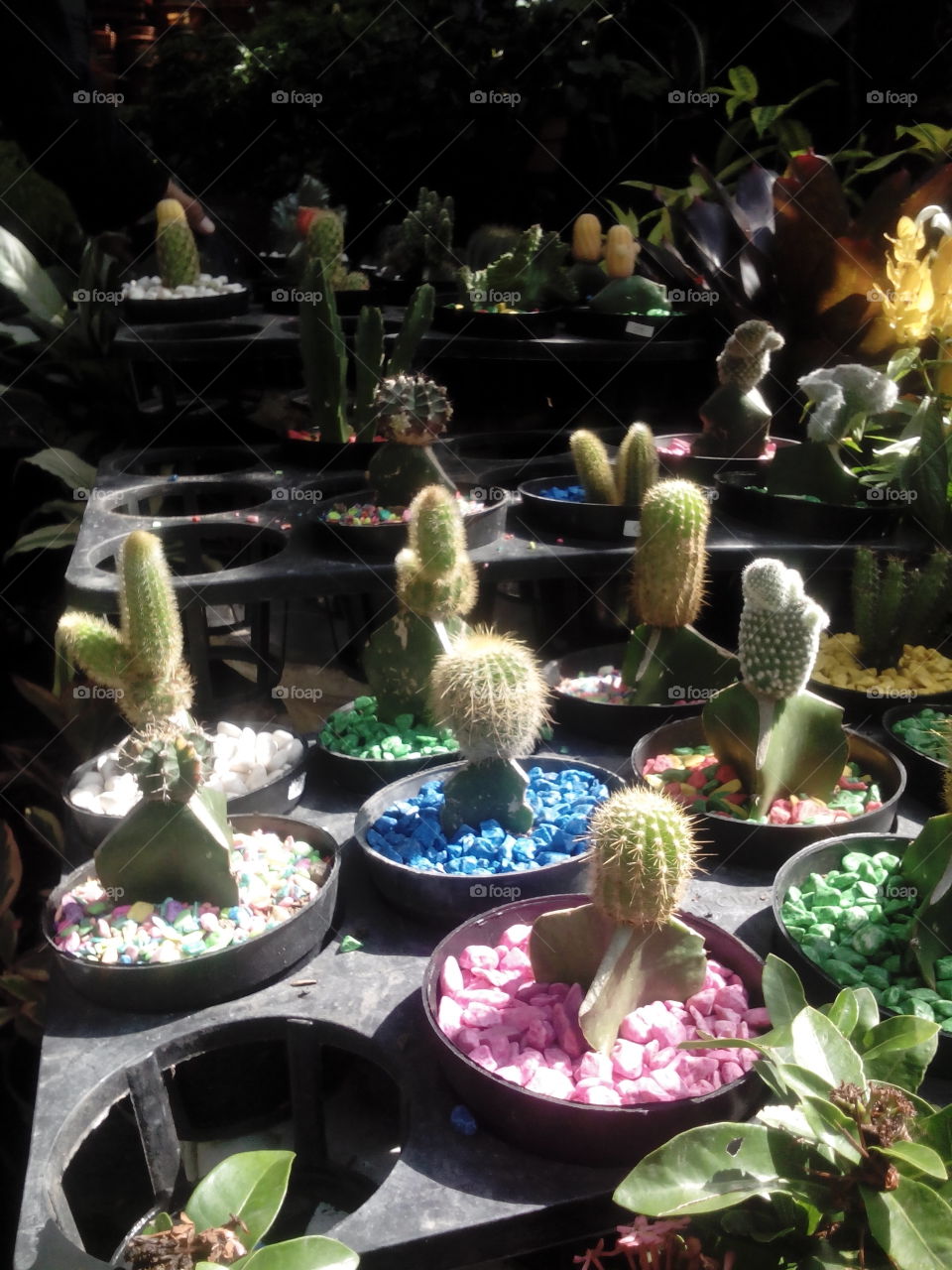 Colour Mini Cactus